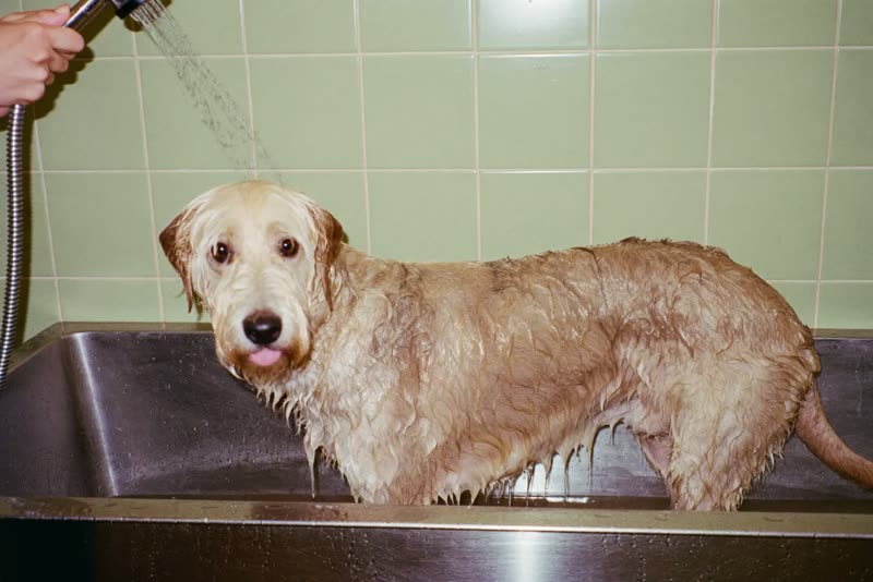 A shaggy dog being rinsed in a grooming bath