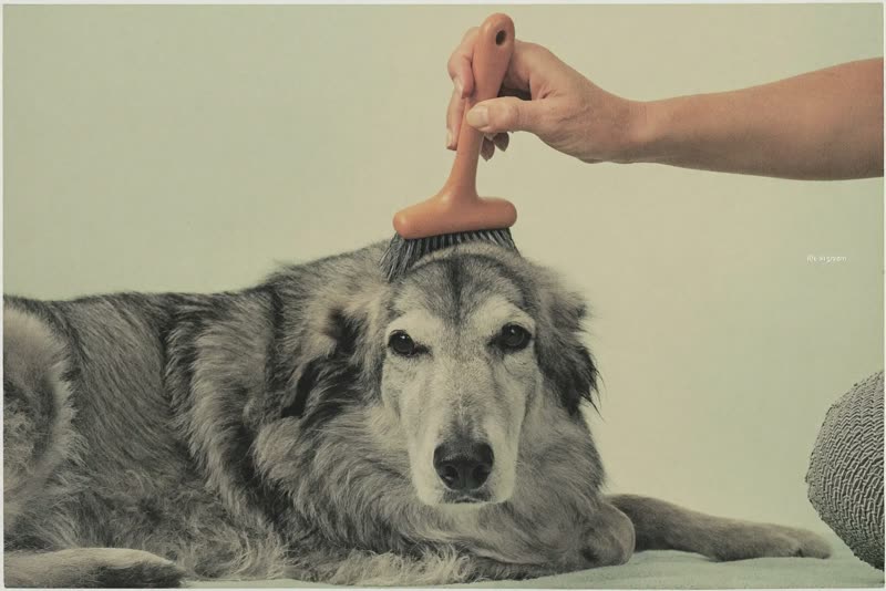 An older dog being gently brushed while lying down