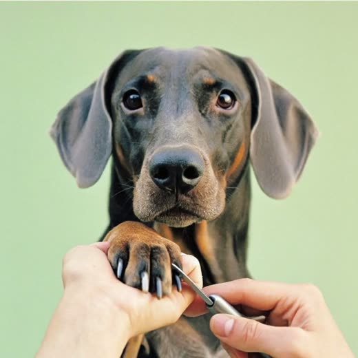 A dog's paw having its nails clipped